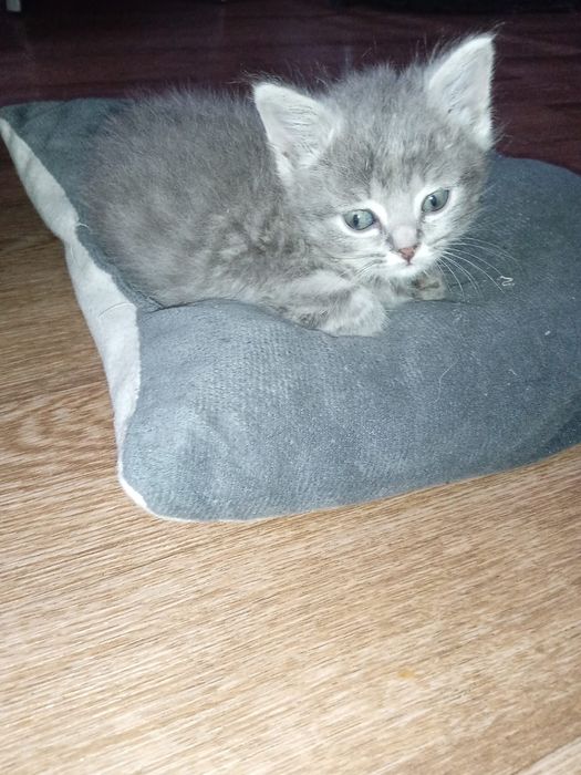 Шотланды 1,5 месяцев.