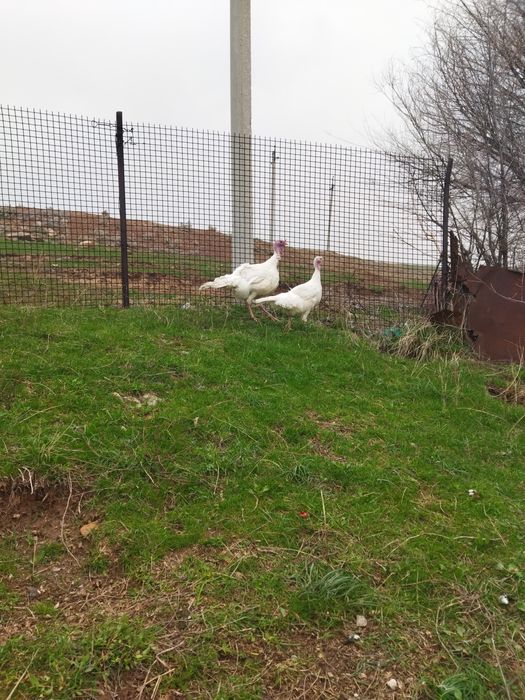 Үндіктер бір пара