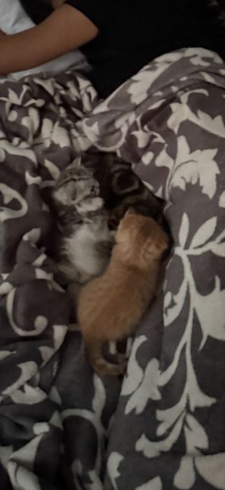 котята шотладские чистокровные