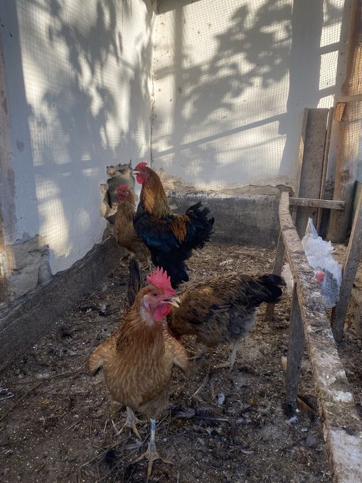 Продам семейку курей