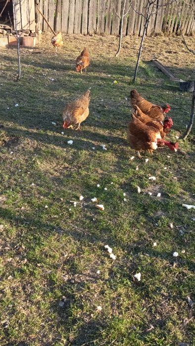 De vânzare găini de tăiat