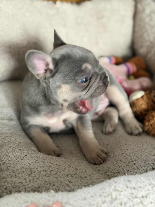 Френски булдог-лилак тан