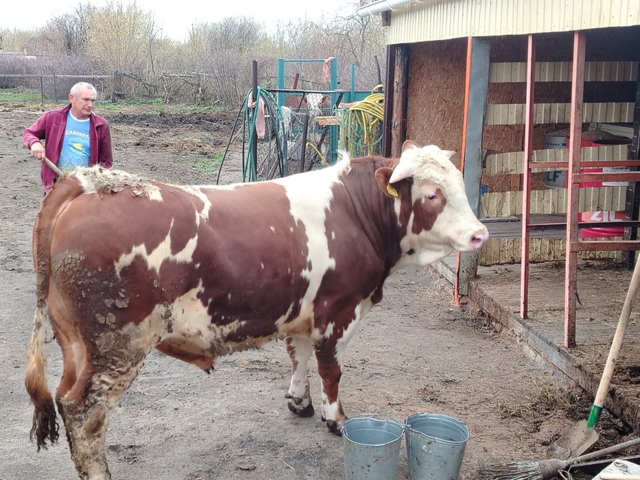 Продам быка чистокровный симентал