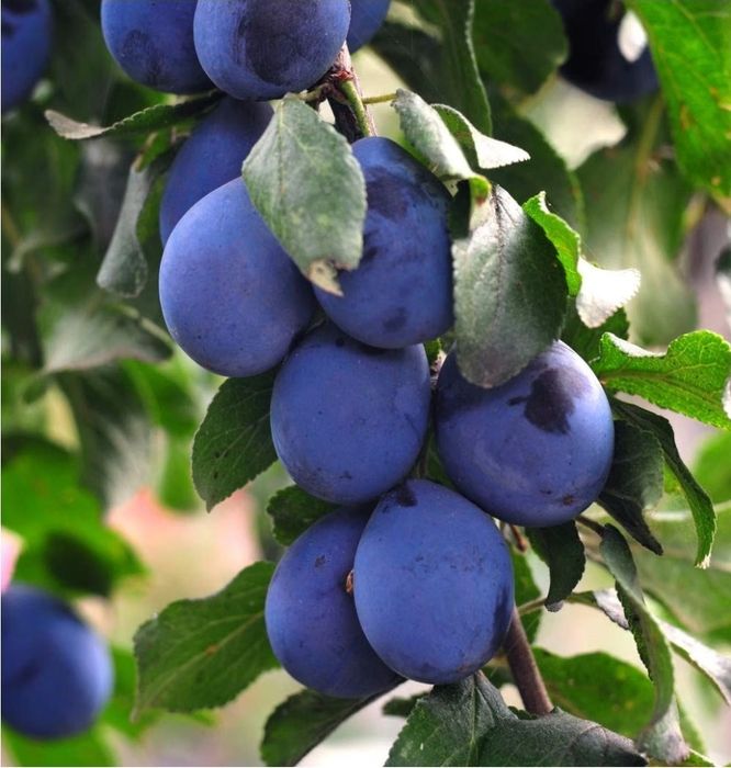 Prune pentru tuica de vanzare