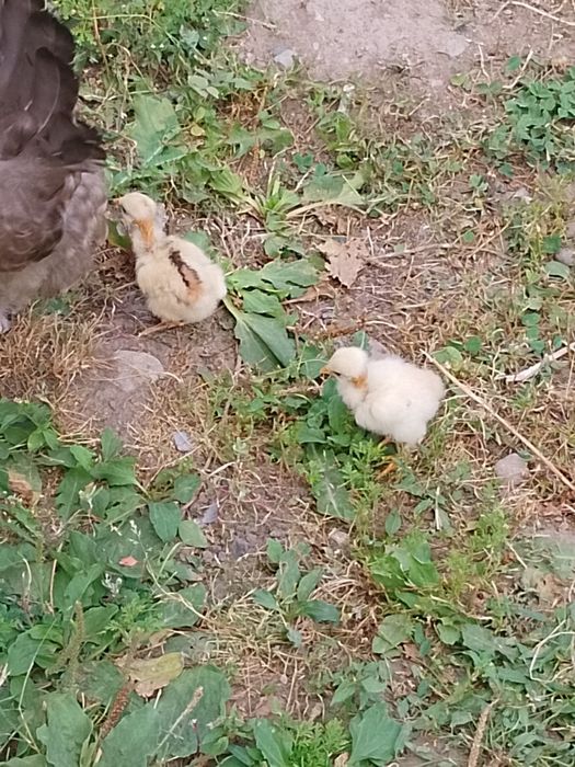 Продам курицу дамашняя и два голошейки