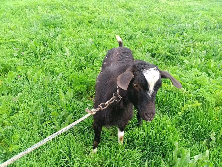 Продавам две мъжки ярета