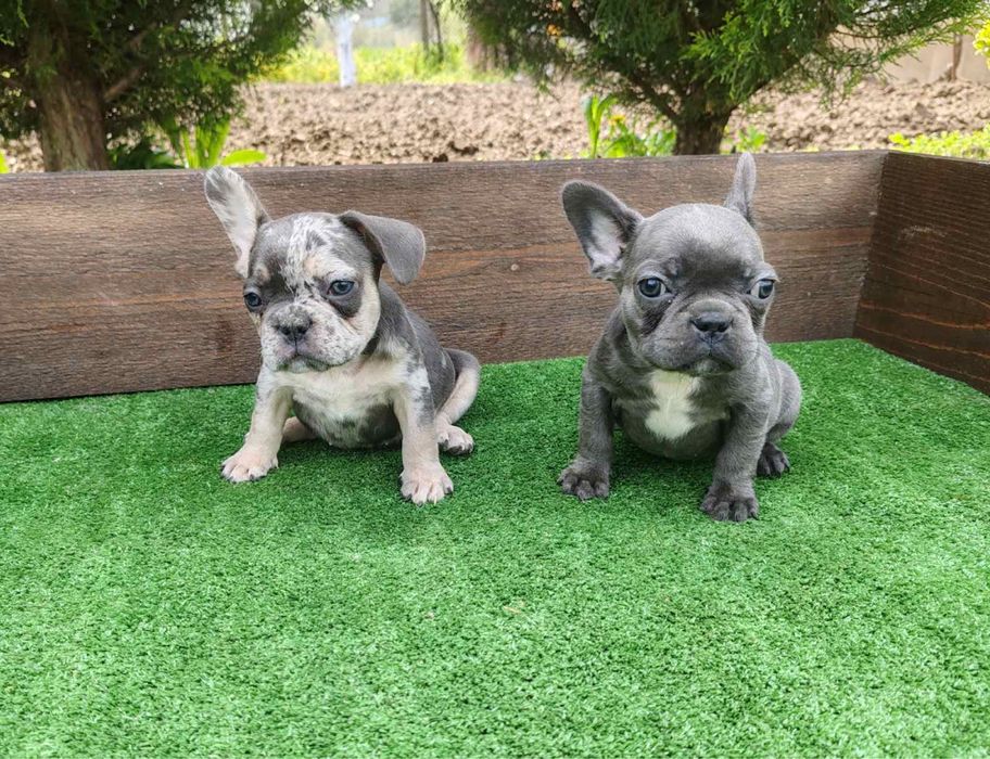 Френски булдог - мъжки