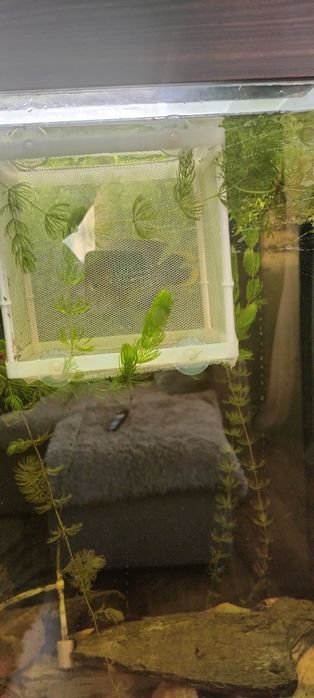 Самец Акары бирюзовой