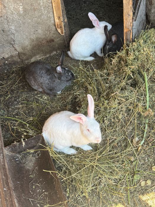 Iepuri mici și mari