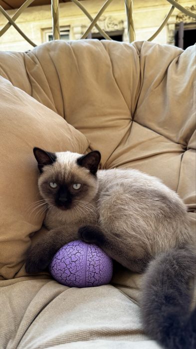 Чистокровная Сиамская кошка