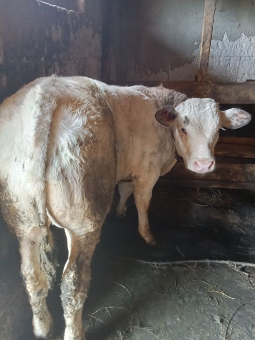Vând vițel de rasa