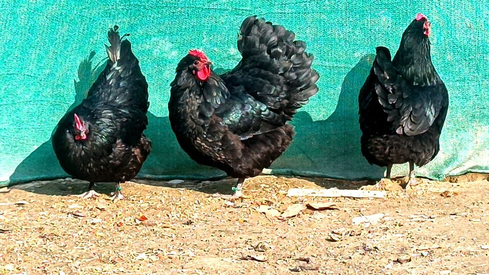 Австралорп  тухуми сотилади 25-30 минг