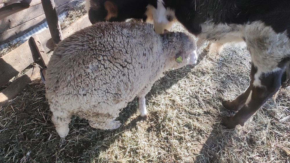 Продам барана(котный )