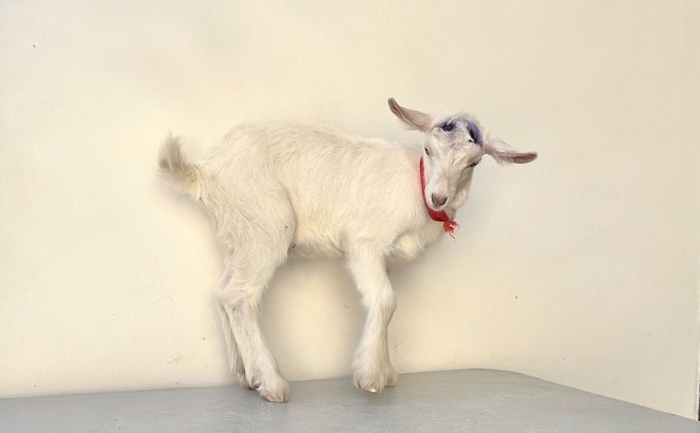 Продается Занен козлик