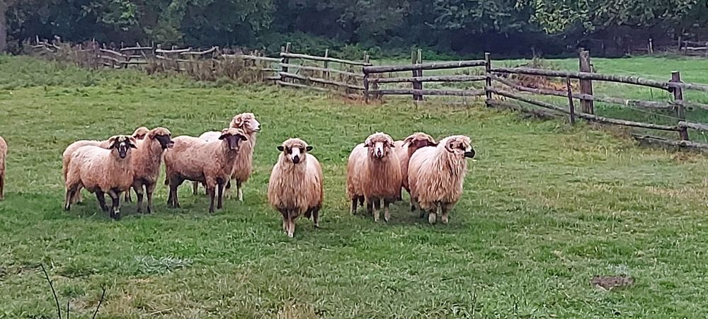 4 mioare țurcane de vanzare