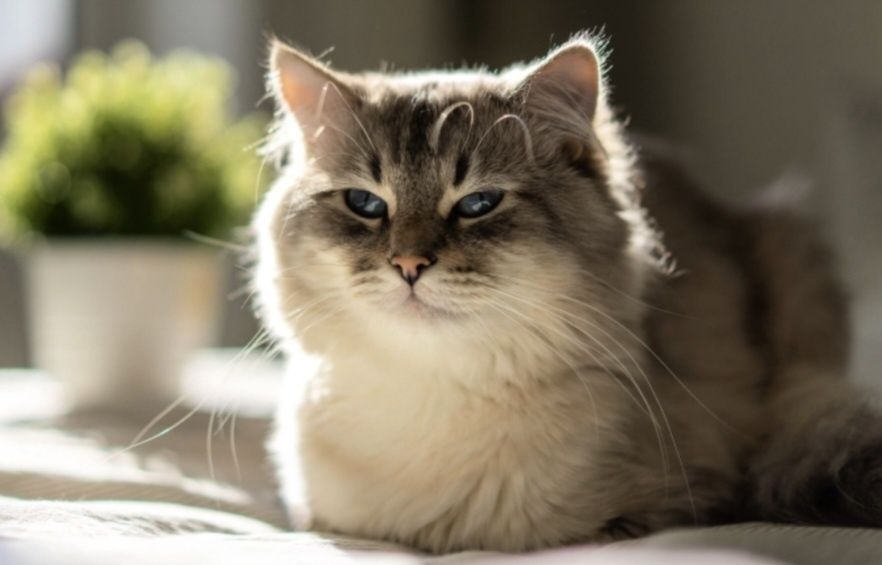 Передержка кошек