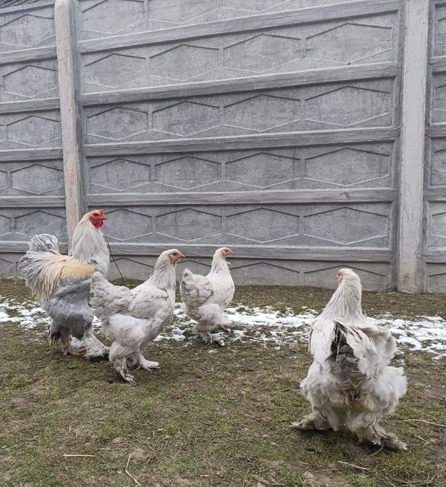 Disponibil Brahma Isabel