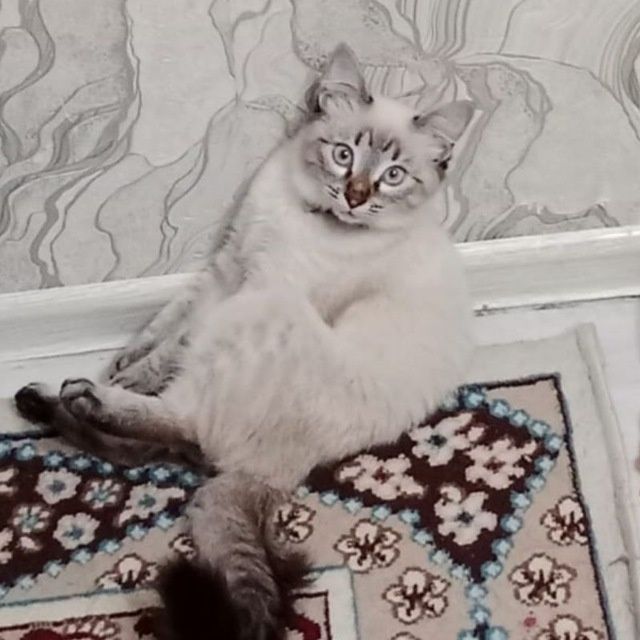 Отдам бесплатно кота