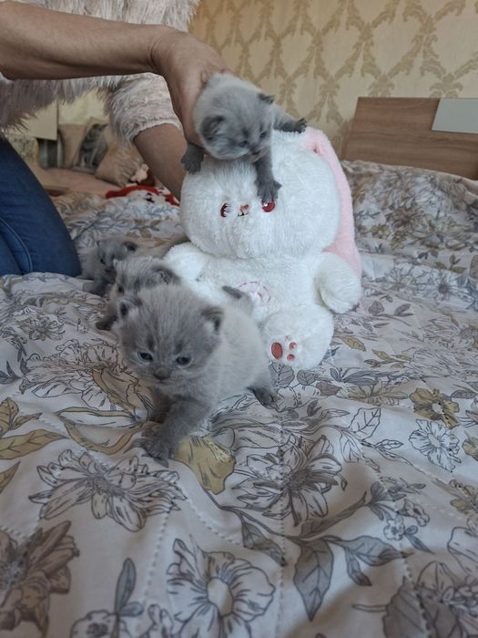 Британски сини колорпойнт късокосмести котенца