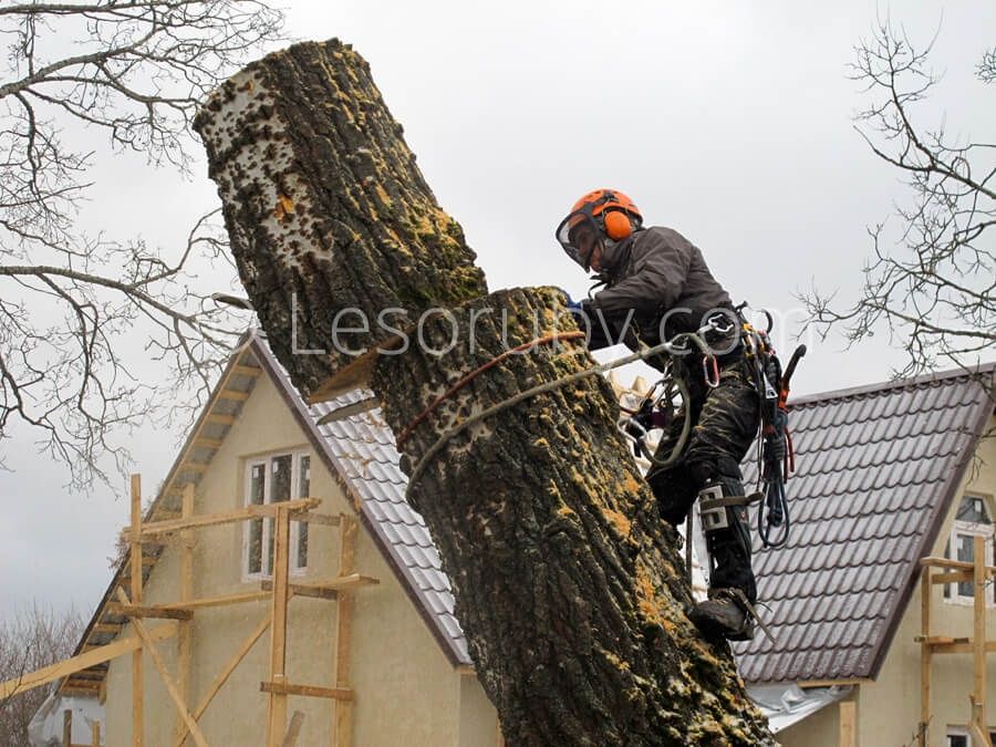Профессиональный спил дерева