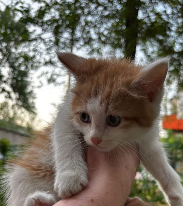 Котята в добрые руки.