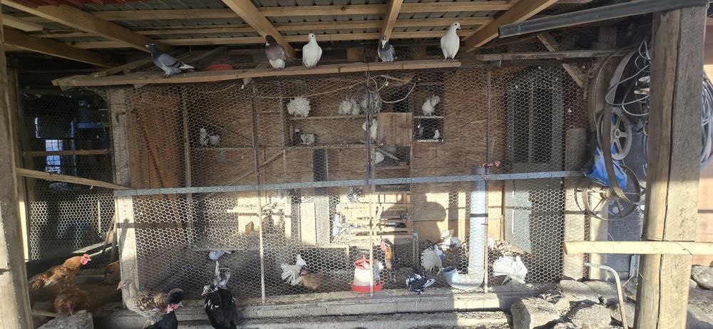 Porumbei voiajori si curcanasi