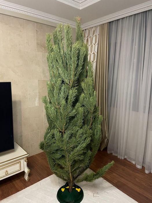 Сосна ель пихта нордмана , новогодняя Ёлка