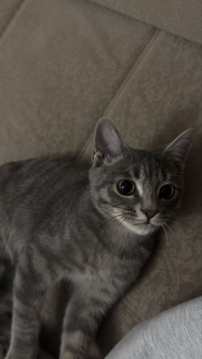 Кошкааа 15000 тг