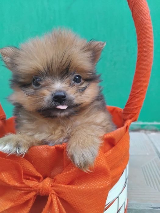 Продаётся мини йорк щенки 2 месяца торг уместен