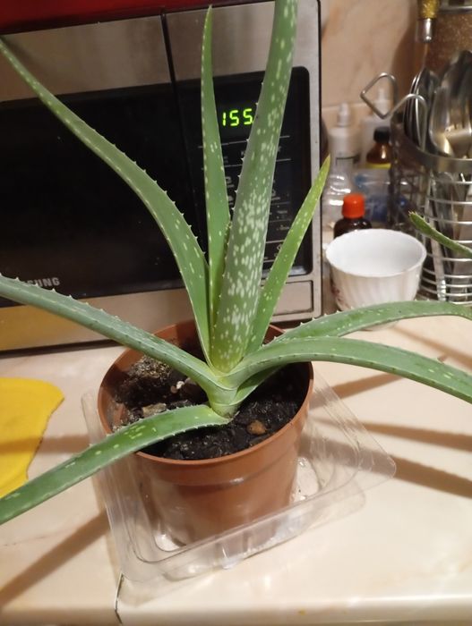 Алоэ Вера. лечебное.