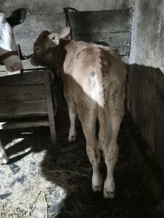 De vanzare vițică intarcată