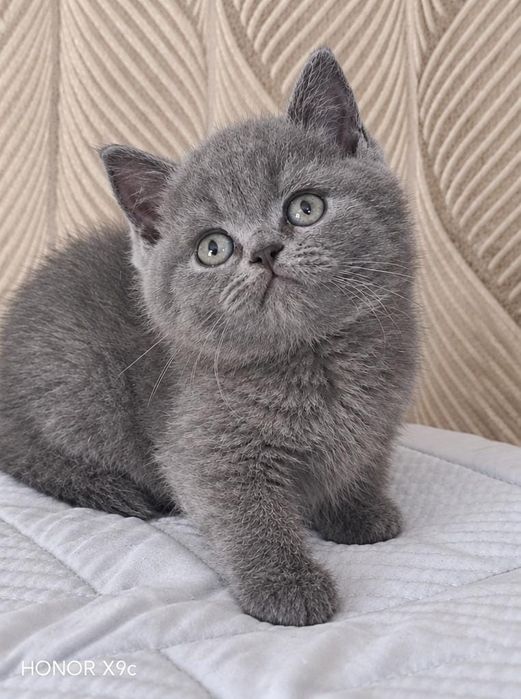 Готовы к переезду британские котята