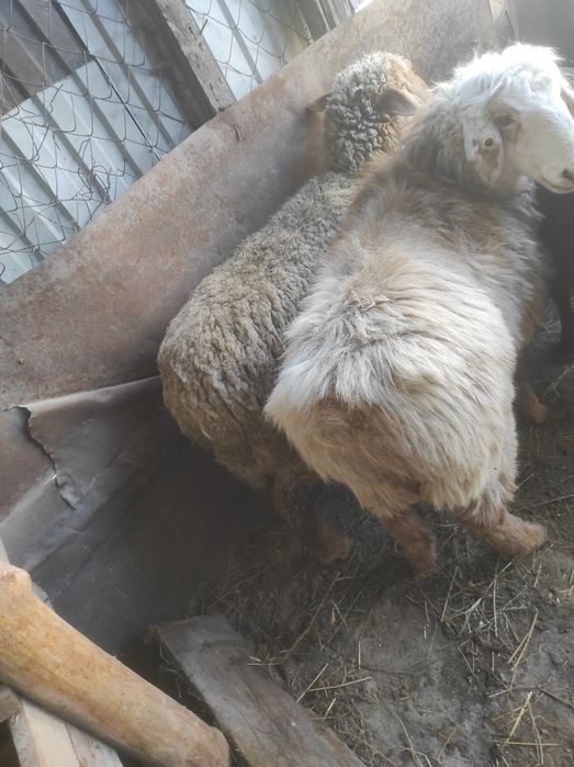 Продам два барана