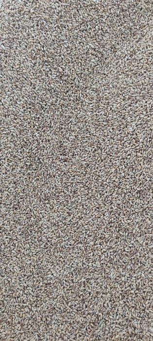 Царевица ,ечемик, слънчоглед  и пшеница