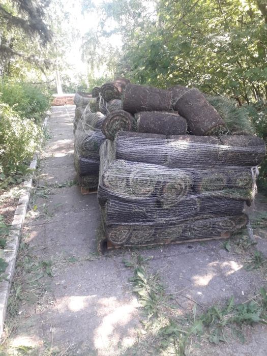 Посадка газона газон под ключ