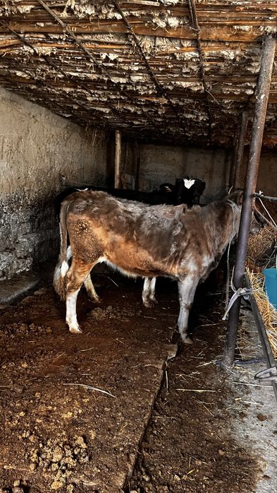 Теоенок оба один год