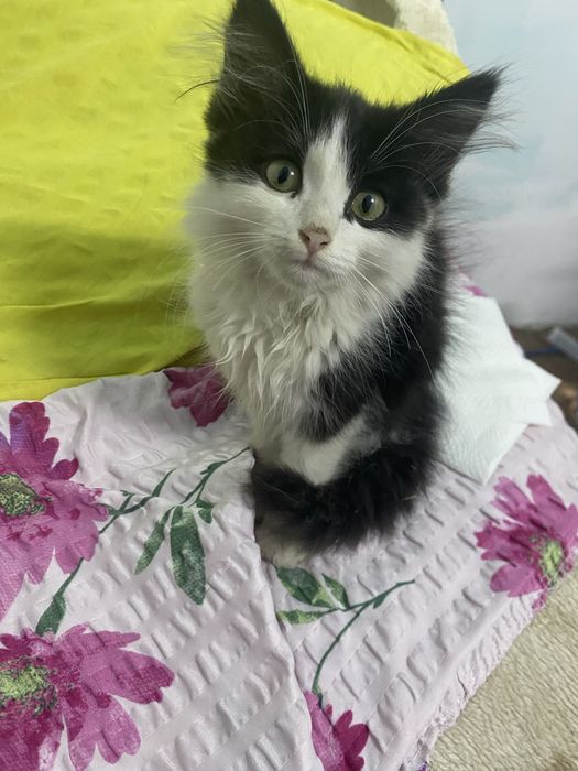 Отдам котенка в добрые руки