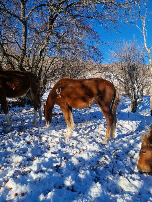 Лошади на согым.