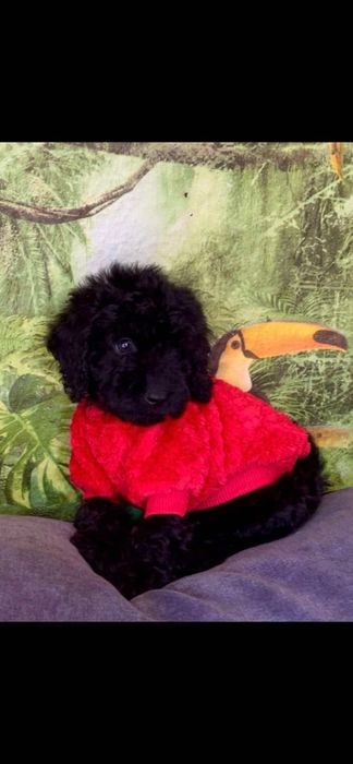 Мини пудел - пудел