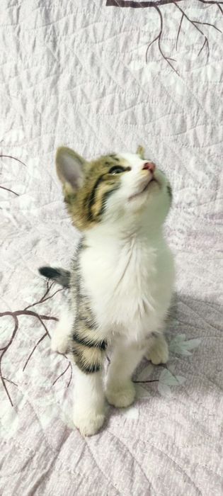 Милые Котята в добрые руки.