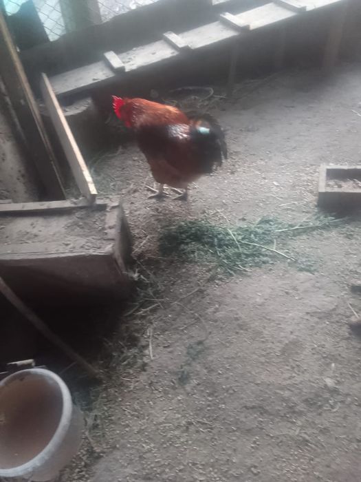 Продам двух петушков