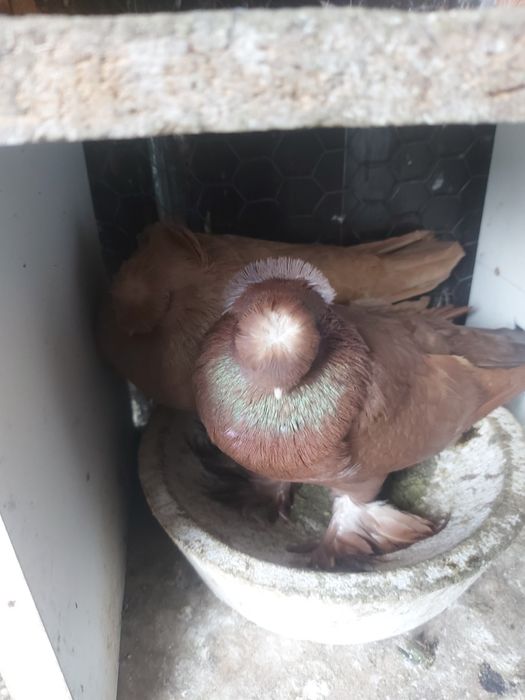 Porumbei Jucatori de botosani