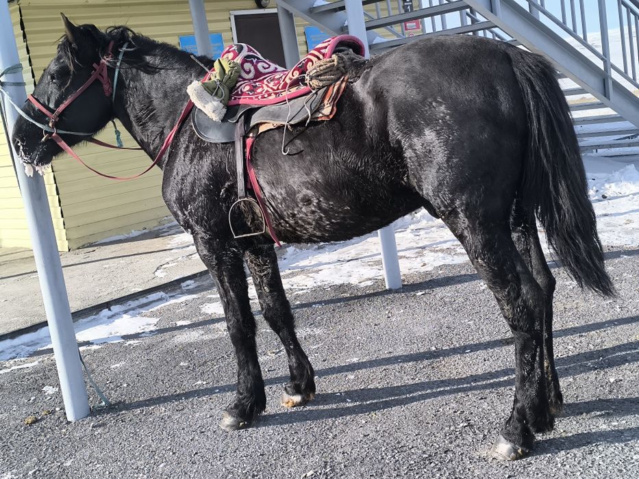 Айгыр мощный! дерзкий