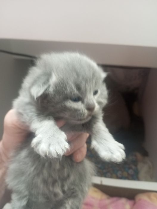Продам котят срочно