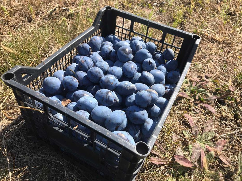 Продава се Земеделски имот в Варна, Лятно кино Тракия -  кв.м за 2084 €/дка - Снимка #3