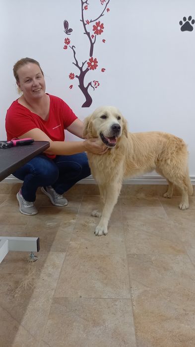 Toaletez câini  talie mare !