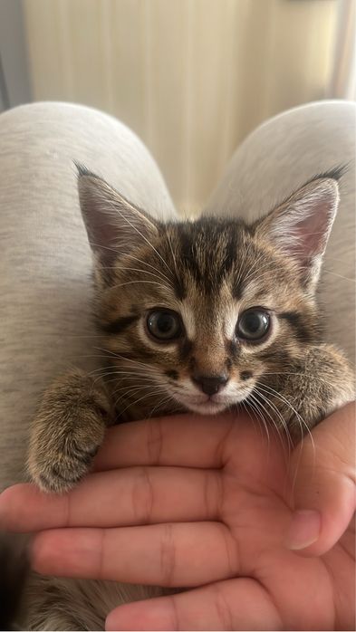 Котята  2  месец