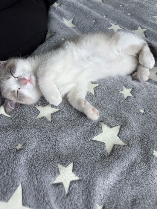 Котенок, 3 месяца, мальчик