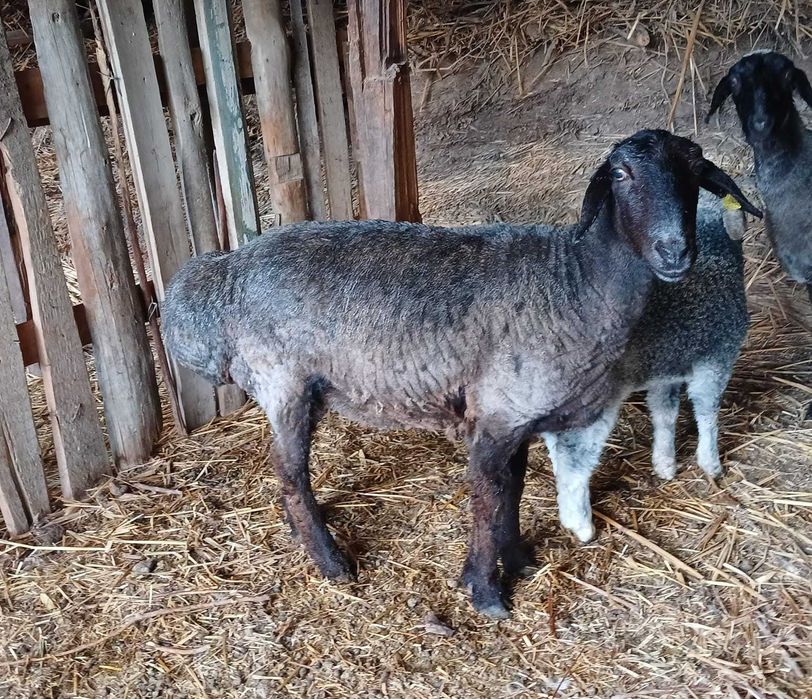 Семіз қой сатылады