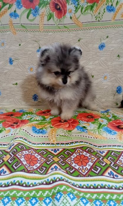 Продам щенков шпица.